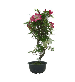 AZALEA SUIHO IB295A