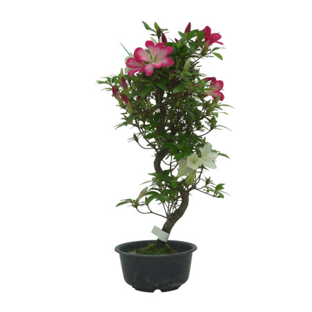 AZALEA SUIHO IB295A