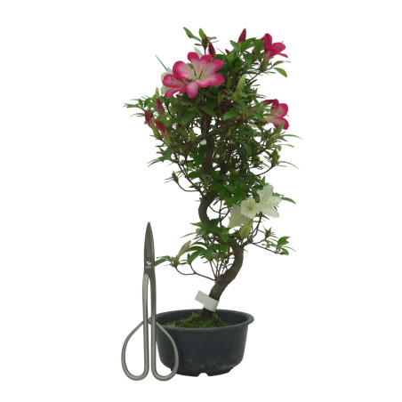 AZALEA SUIHO IB295A
