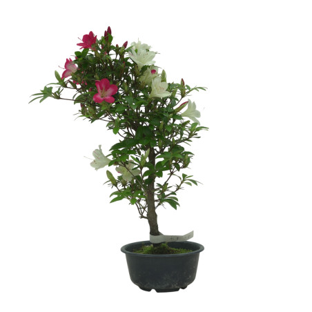 AZALEA SUIHO IB295A