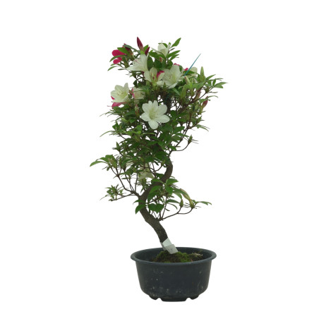 AZALEA SUIHO IB295A