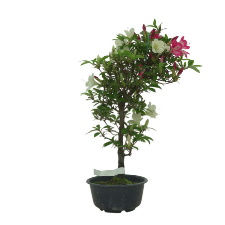 AZALEA SUIHO IB295A