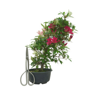 AZALEA SUIHO IB295B