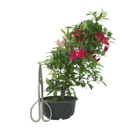 AZALEA SUIHO IB295B