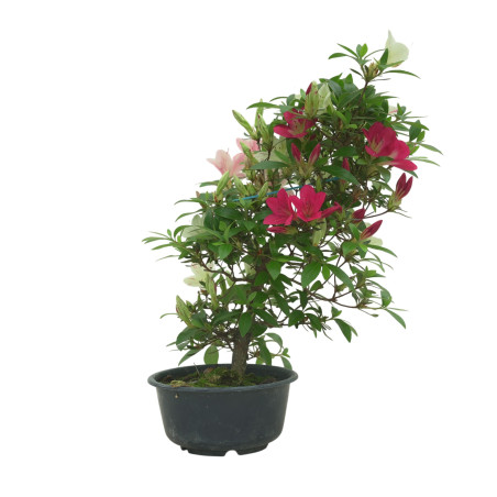 AZALEA SUIHO IB295B