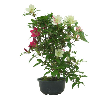 AZALEA SUIHO IB295B