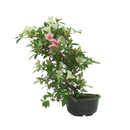AZALEA SUIHO IB295B
