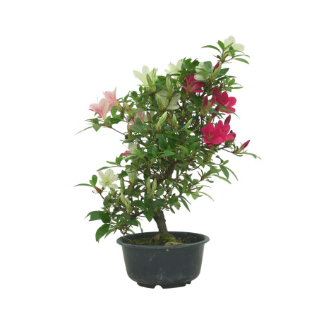 AZALEA SUIHO IB295B