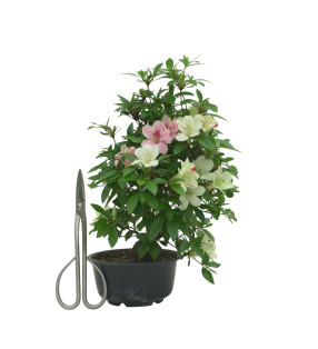 AZALEA SUIHO IB295C