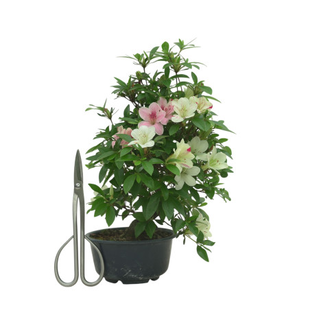 AZALEA SUIHO IB295C