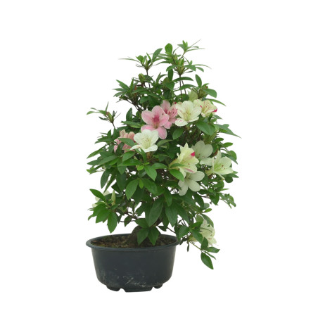 AZALEA SUIHO IB295C