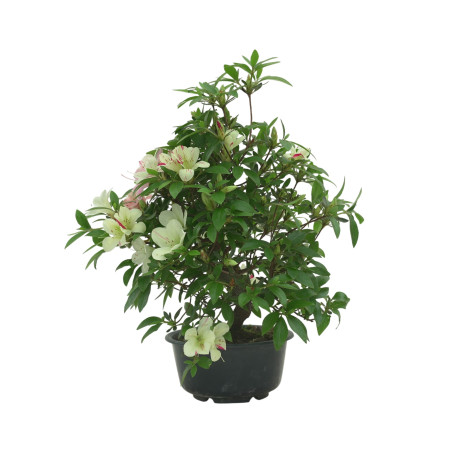 AZALEA SUIHO IB295C