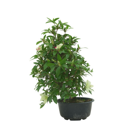 AZALEA SUIHO IB295C