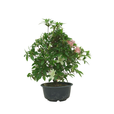 AZALEA SUIHO IB295C