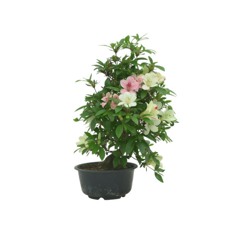 AZALEA SUIHO IB295C