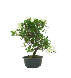 AZALEA SUIHO IB295D