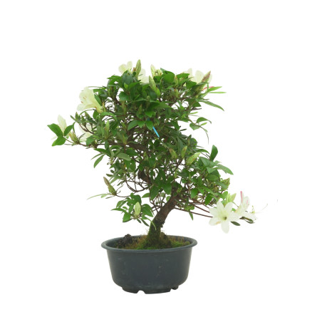 AZALEA SUIHO IB295D