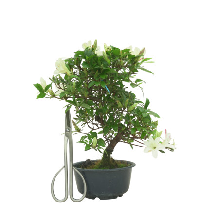 AZALEA SUIHO IB295D