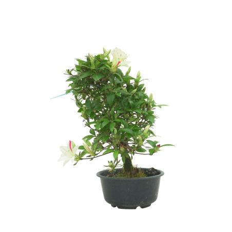 AZALEA SUIHO IB295D