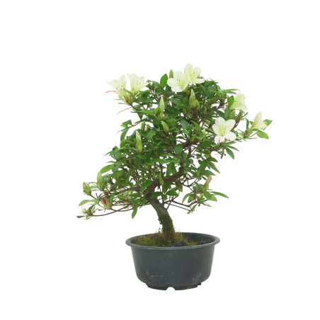 AZALEA SUIHO IB295D
