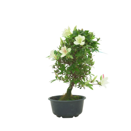 AZALEA SUIHO IB295D