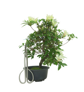 AZALEA SUIHO IB295E