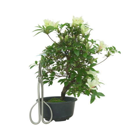 AZALEA SUIHO IB295E