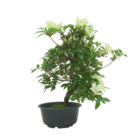 AZALEA SUIHO IB295E