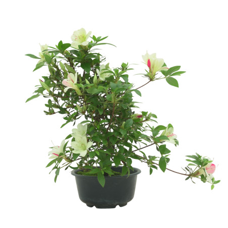 AZALEA SUIHO IB295E