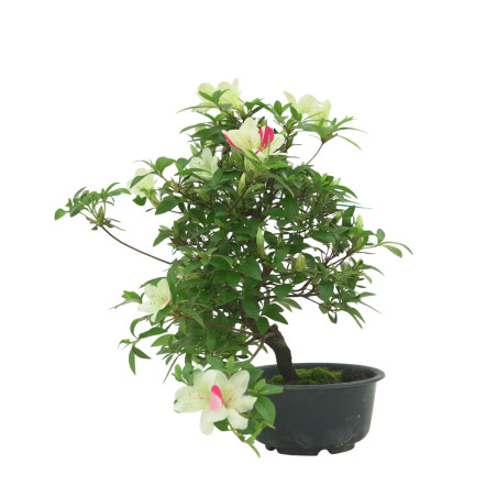 AZALEA SUIHO IB295E