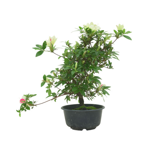 AZALEA SUIHO IB295E