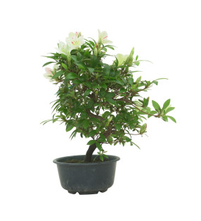 AZALEA SUIHO IB295F