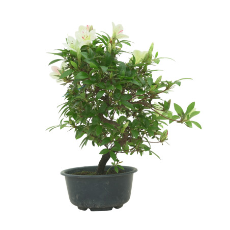 AZALEA SUIHO IB295F