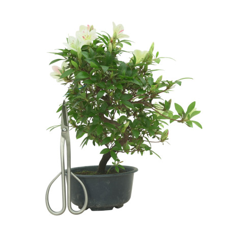 AZALEA SUIHO IB295F