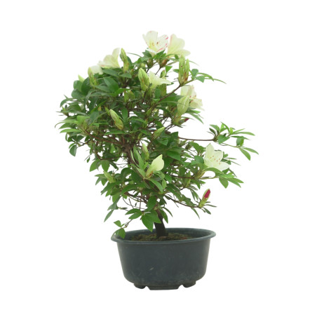 AZALEA SUIHO IB295F