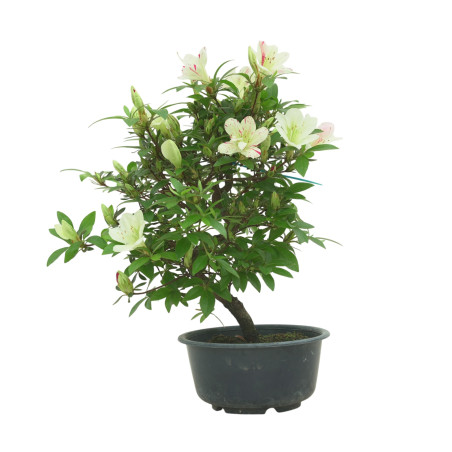 AZALEA SUIHO IB295F