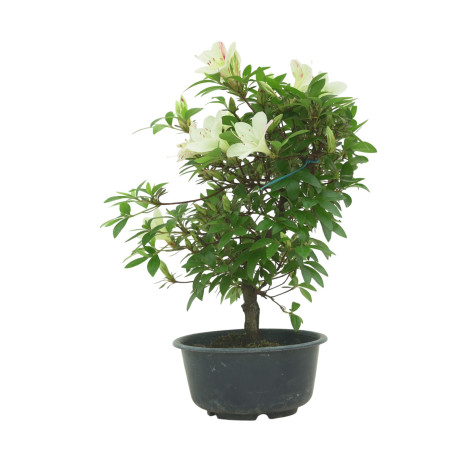 AZALEA SUIHO IB295F