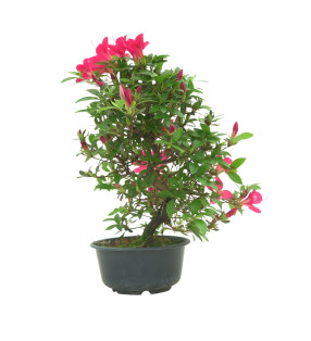 AZALEA SUIHO IB295G