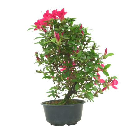 AZALEA SUIHO IB295G