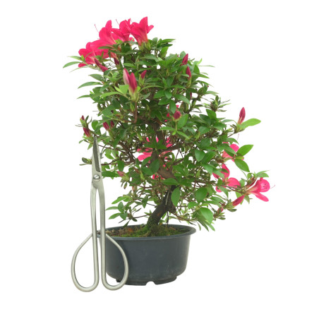 AZALEA SUIHO IB295G