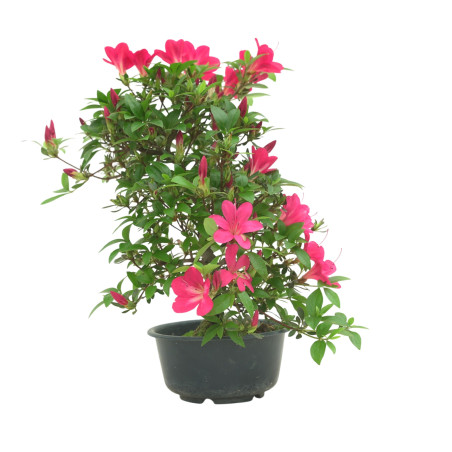 AZALEA SUIHO IB295G