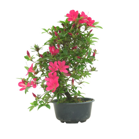 AZALEA SUIHO IB295G