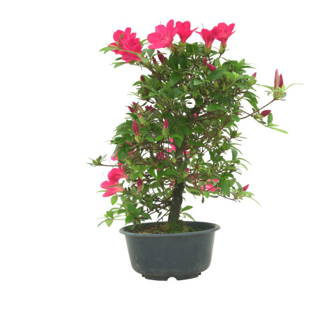 AZALEA SUIHO IB295G