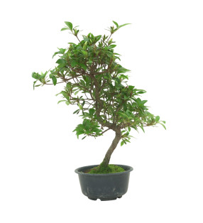 AZALEA SUIHO IB295H