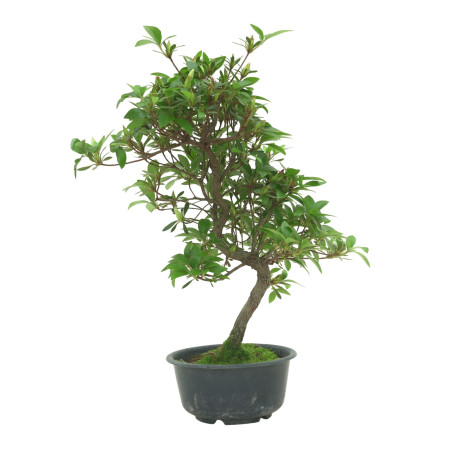 AZALEA SUIHO IB295H