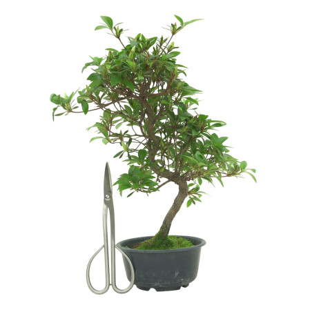 AZALEA SUIHO IB295H