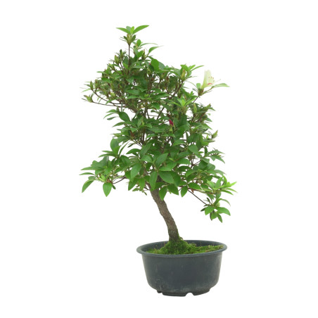 AZALEA SUIHO IB295H