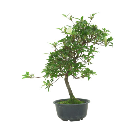 AZALEA SUIHO IB295H