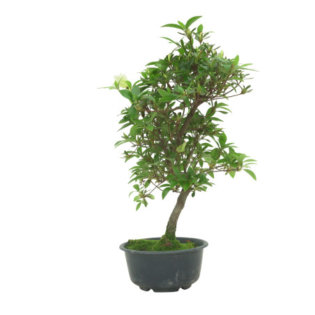 AZALEA SUIHO IB295H