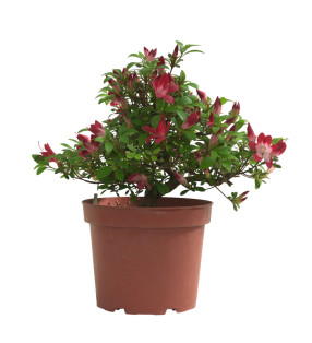 AZALEA YUBI-NO-KAGAYAKI IB330
